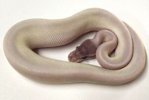 Super Mojave Ball Python Female