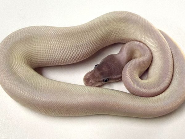 Super Mojave Ball Python Female