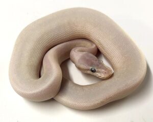 Super Mojave Ball Python Male