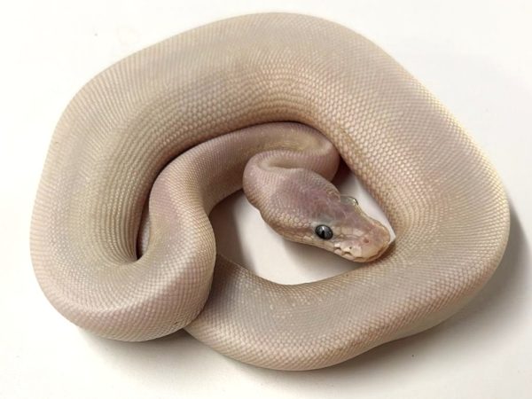 Super Mojave Ball Python Male