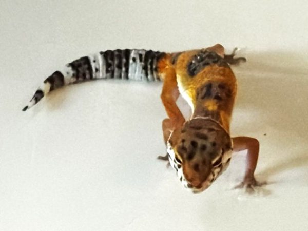 Tangerine Leopard Gecko