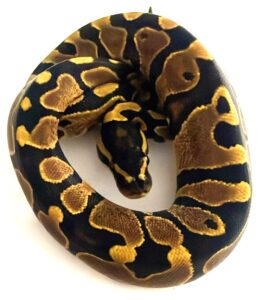 Yellow Belly het Pied Ball Python Male Hatchling