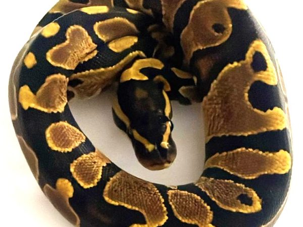 Yellow Belly het Pied Ball Python Male Hatchling