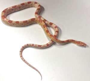 Amel Motley Corn Snake Yearling