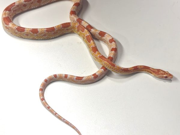 Amel Motley Corn Snake Yearling