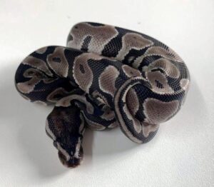 Axantic Ball Python Male