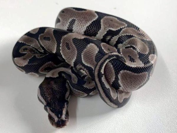 Axantic Ball Python Male