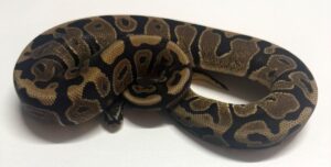 BP Dinker Het Ultramel 50% Pied Female Ball Python