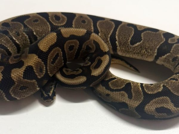 BP Dinker Het Ultramel 50% Pied Female Ball Python