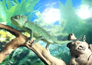 Blue Line/ Low Translucent Veiled Chameleon 3-4m