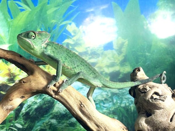 Blue Line/ Low Translucent Veiled Chameleon 3-4m