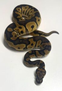 Clown Yellow Belly Male Ball Python