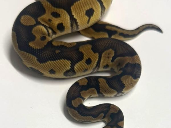 Clown Yellow Belly Male Ball Python