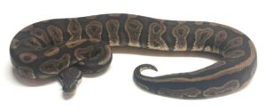 Dinker SN Het Ultramel 50% Pied Female Ball Python