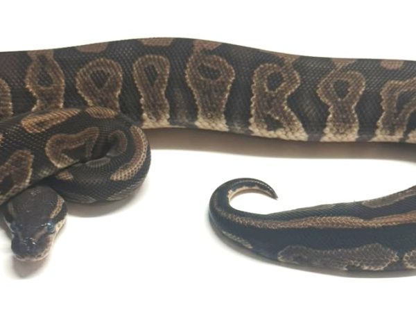 Dinker SN Het Ultramel 50% Pied Female Ball Python
