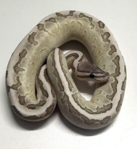 Fire Axantic Pinstripe Lesser Female Ball Python