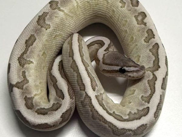 Fire Axantic Pinstripe Lesser Female Ball Python