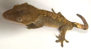 Fire Harlequin Crested Gecko