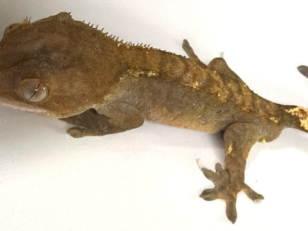 Fire Harlequin Crested Gecko
