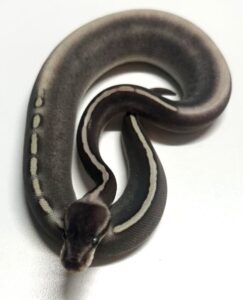 GHI Mystic Potion Female Ball Python