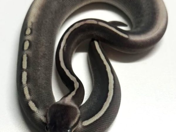 GHI Mystic Potion Female Ball Python