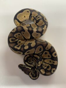 Puma Male Ball Python