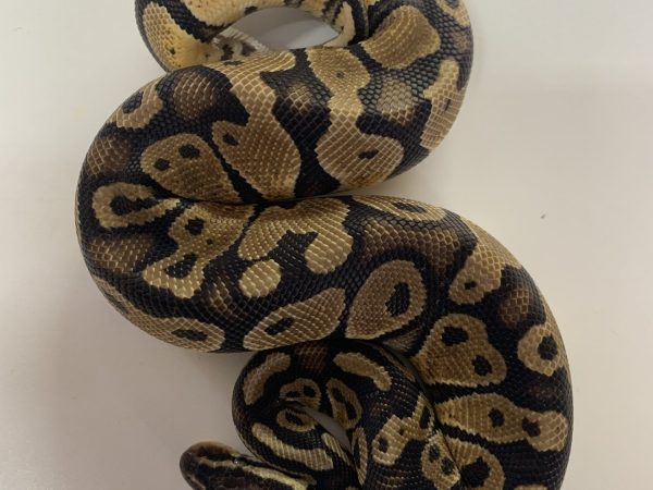 Puma Male Ball Python