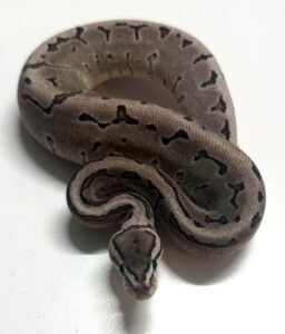 Leopard Fire Axantic Pinstripe Hatchling Female