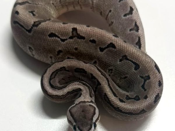 Leopard Fire Axantic Pinstripe Hatchling Female
