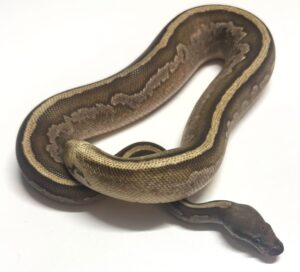 Leopard Lucifer Mojave Nyala het Pied Female BP