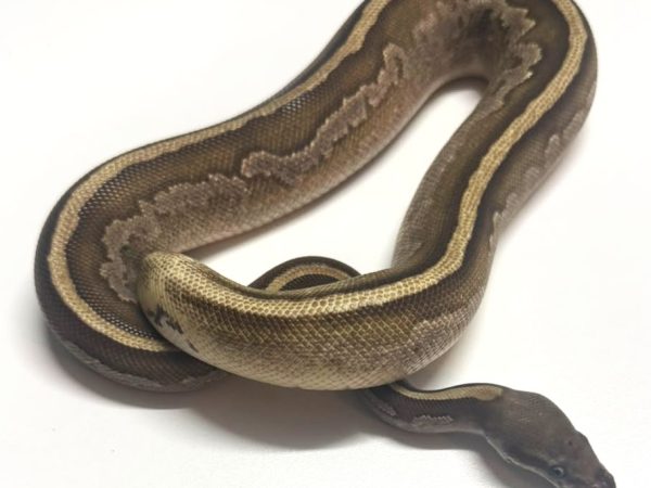 Leopard Lucifer Mojave Nyala het Pied Female BP