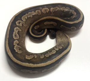 Leopard Mojave Nyala het Pied Female Ball Python
