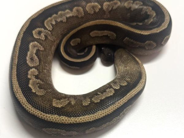 Leopard Mojave Nyala het Pied Female Ball Python