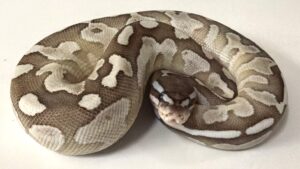 Lesser Axantic Female Ball Python