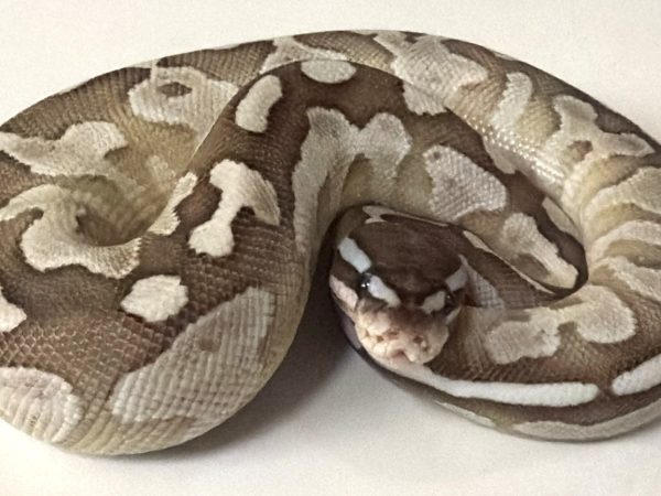 Lesser Axantic Female Ball Python