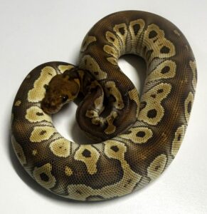 Mojave Clown Female Ball Python