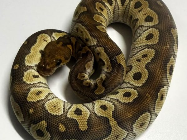 Mojave Clown Female Ball Python