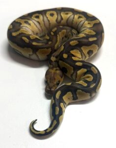 Mojave Clown Male Ball Python