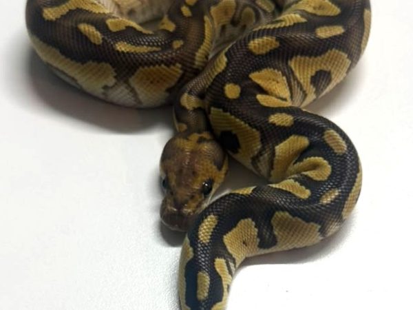 Mojave Clown Male Ball Python