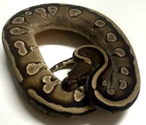 Mojave Nyala het Pied Female Ball Python