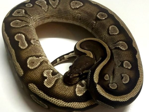 Mojave Nyala het Pied Female Ball Python