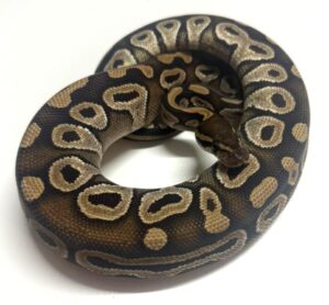 Mojave Nyala het Pied Female Ball Python