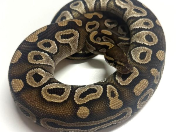 Mojave Nyala het Pied Female Ball Python