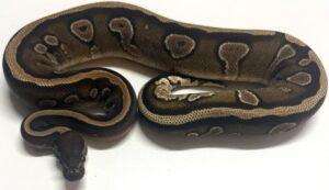 Mojave Nyala het Pied Female Ball Python