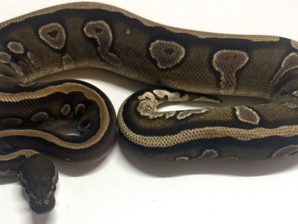 Mojave Nyala het Pied Female Ball Python