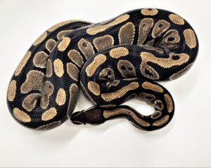 Normal Ball Python Female sub Adult