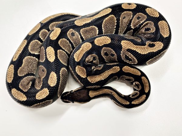 Normal Ball Python Female sub Adult