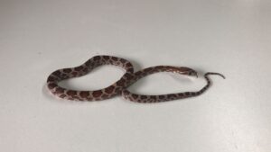 Normal Corn Snake Yearling