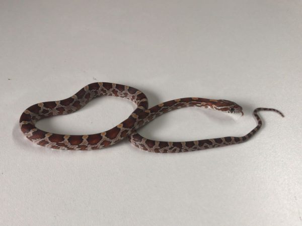 Normal Corn Snake Yearling