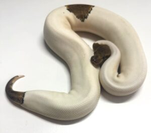 Nyala Lucifer Pied Female Ball Python
